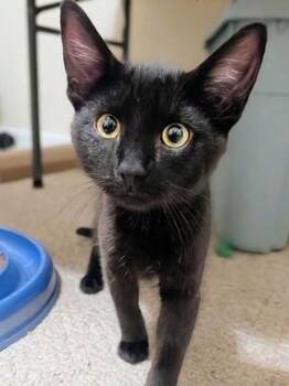 Chai A -  Domestic Short Hair Cat for Adoption in North Highlands, California - Chai A | PetCurious