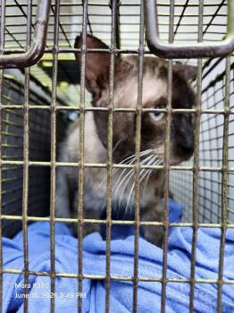 FRANKIE -  Siamese Cat for Adoption in San Antonio, Texas - FRANKIE | PetCurious