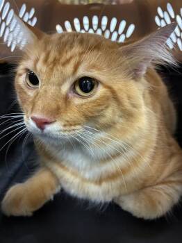 A138467 -  Domestic Short Hair Cat for Adoption in Palmetto, Florida - A138467 | PetCurious