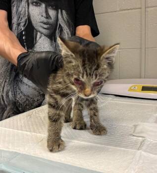 Son Loaf -  Domestic Short Hair Cat for Adoption in Cincinnati, Ohio - Son Loaf | PetCurious
