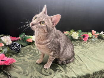 Rescue Tabby and Domestic Short Hair Cats for Adoption in Fayetteville, Georgia - Ami | PetCurious