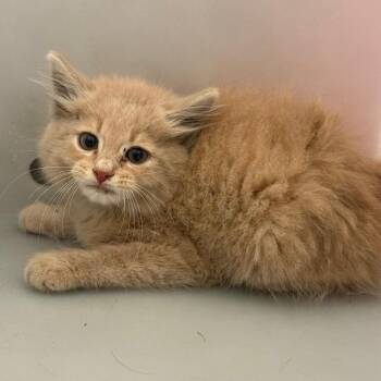 Poof -  Domestic Medium Hair Cat for Adoption in Columbus, Georgia - Poof | PetCurious