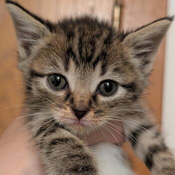 Uno -  Domestic Short Hair Cat for Adoption in Portage, Michigan - Uno | PetCurious