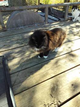 Rescue Maine Coon and Manx Cats for Adoption in Ocala, Florida - Ava | PetCurious