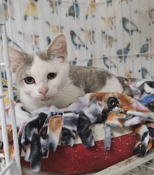 Rescue Domestic Short Hair Cats for Adoption in Wapakoneta, Ohio - Scuttle | PetCurious