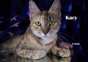 Kacy -  Tortoiseshell Cat for Adoption in York, Nebraska - Kacy | PetCurious