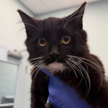 Rescue Domestic Medium Hair Cats for Adoption in Greensboro, North Carolina - Beast Boy | PetCurious