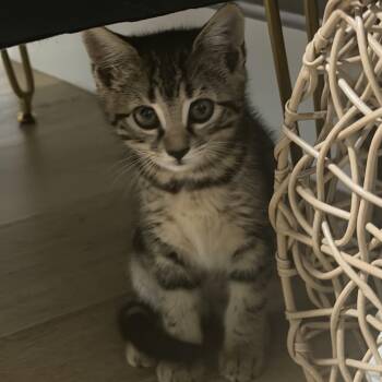 Morgan -  Domestic Short Hair Cat for Adoption in Charlotte, North Carolina - Morgan | PetCurious