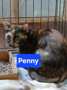 Penny -  Domestic Short Hair Cat Available for Adoption in Olney, Illinois - Penny | PetCurious