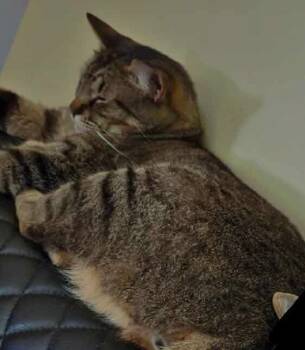 Rescue Domestic Short Hair Cats for Adoption in Dalton, Georgia - Stripes | PetCurious