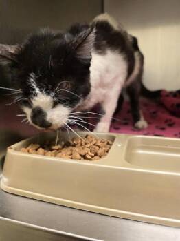 KRISPY KREME -  Domestic Short Hair Cat for Adoption in West Valley City, Utah - KRISPY KREME | PetCurious