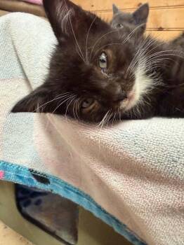 Norris -  Domestic Short Hair Cat for Adoption in Rossville, Georgia - Norris | PetCurious