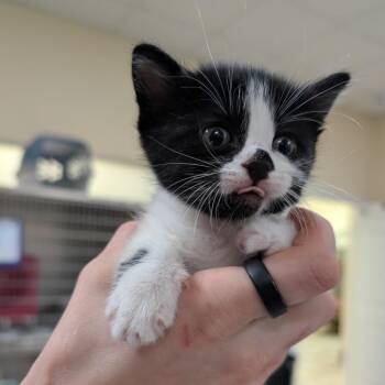 Circe -  Domestic Short Hair Cat Available for Adoption in Titusville, Florida - Circe | PetCurious