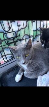 Rescue Tabby Cats for Adoption in Lodi, California - Willow | PetCurious