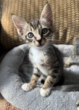 Greg -  Domestic Short Hair Cat for Adoption in Magnolia, Texas - Greg | PetCurious