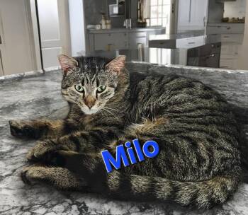 Milo -  Domestic Short Hair Cat for Adoption in Jim Thorpe, Pennsylvania - Milo | PetCurious