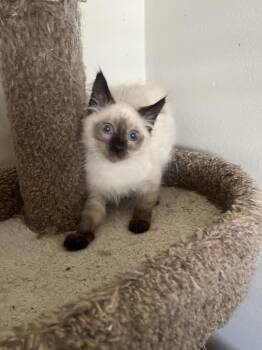 Siamese Cats Available for Adoption in Calimesa, California - Rune | PetCurious
