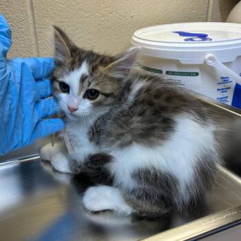 Girl -  American Shorthair Cat Available for Adoption - Girl | PetCurious
