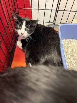 Rescue Domestic Short Hair Cats for Adoption in Ontario, California - Shiloh | PetCurious