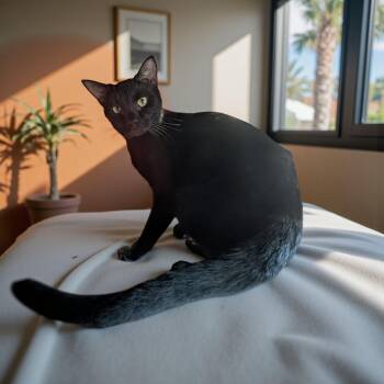 Rescue Domestic Short Hair Cats for Adoption in Chuckey, Tennessee - Ranger SC | PetCurious