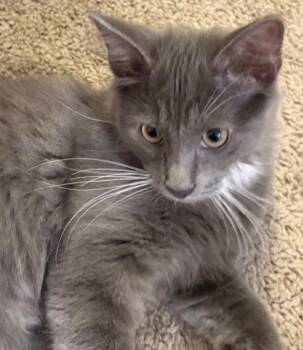 Teddy -  Domestic Long Hair Cat for Adoption in Nashville, Tennessee - Teddy | PetCurious