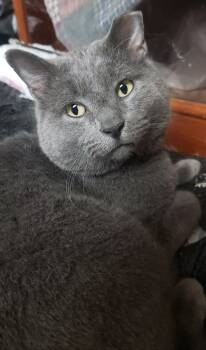 Rescue Domestic Short Hair Cats for Adoption in Fishers, Indiana - Desmond | PetCurious