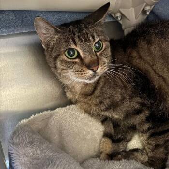 Domestic Short Hair Cats Available for Adoption - Basket | PetCurious