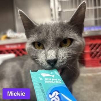 Mickie -  Domestic Short Hair Cat for Adoption in Waynesburg, Pennsylvania - Mickie | PetCurious