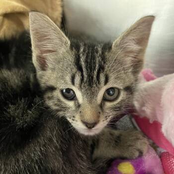 Sylvester -  Domestic Short Hair Cat for Adoption in West Palm Beach, Florida - Sylvester | PetCurious