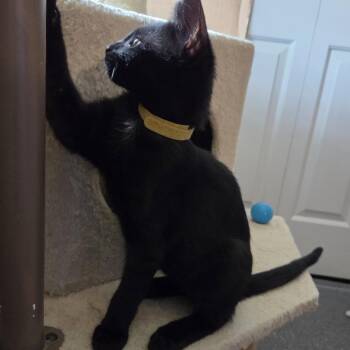 Harpo -  Domestic Short Hair Cat for Adoption in Ashland, Virginia - Harpo | PetCurious