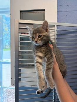 Domestic Short Hair Cats Available for Adoption in Liverpool, New York - Jitterbug | PetCurious