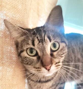 Denise Demenace -  Domestic Short Hair Cat for Adoption in Chandler, Arizona - Denise Demenace | PetCurious