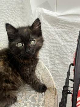 Elizabeth -  Tortoiseshell Cat for Adoption in Santa Cruz, California - Elizabeth | PetCurious