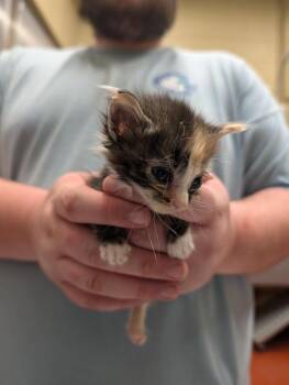 Hailey -  Domestic Short Hair Cat Available for Adoption in Douglasville, Georgia - Hailey | PetCurious