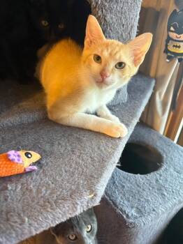 Maple -  Domestic Short Hair Cat for Adoption in Fort Collins, Colorado - Maple | PetCurious