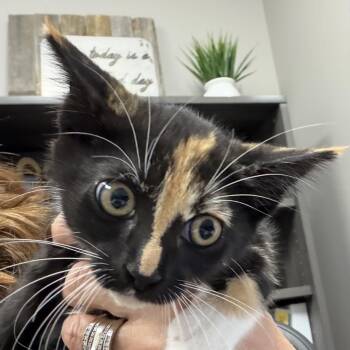 Domestic Short Hair Cats Available for Adoption in Midland, Texas - Stripe | PetCurious