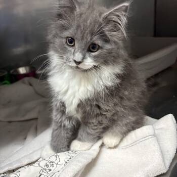 Diana -  Domestic Long Hair Cat for Adoption in Big Rapids, Michigan - Diana | PetCurious