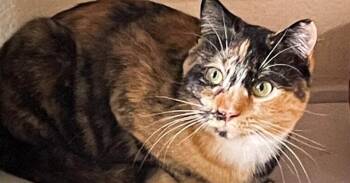 4983 McKayla -  Domestic Short Hair Cat for Adoption in Hartwell, Georgia - 4983 McKayla | PetCurious