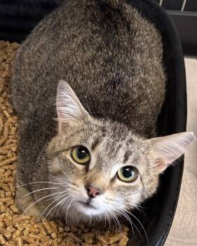 Tabby and Domestic Short Hair Cats Available for Adoption in Georgetown, Kentucky - Claire | PetCurious