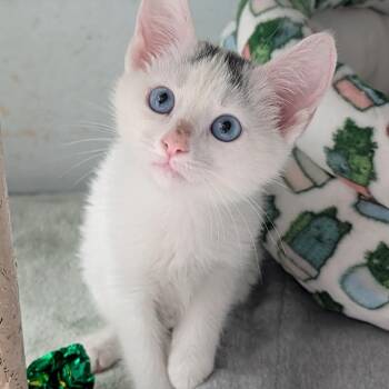 Abigail -  Domestic Short Hair Cat for Adoption in Kailua-kona, Hawaii - Abigail | PetCurious