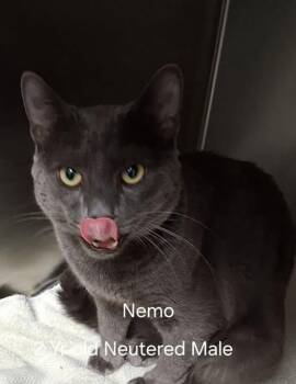 Nemo -  Domestic Short Hair Cat for Adoption in Amherst, Virginia - Nemo | PetCurious