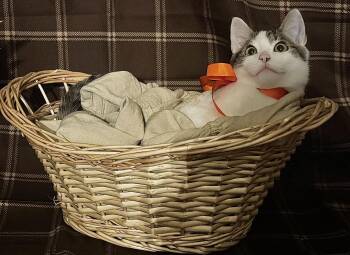 Cookie -  Domestic Short Hair Cat for Adoption in Manhattan, Kansas - Cookie | PetCurious
