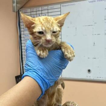 Tweety 1850 -  Domestic Short Hair Cat for Adoption in Hamilton, Georgia - Tweety 1850 | PetCurious