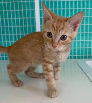 26-23 Raj -  Domestic Short Hair Cat for Adoption in St. Helens, Oregon - 26-23 Raj | PetCurious