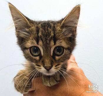 Eddie -  Domestic Short Hair Cat for Adoption in Washington, District Of Columbia - Eddie | PetCurious