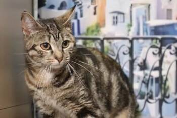 Marie Cationette -  Domestic Short Hair Cat for Adoption in West Chester, Pennsylvania - Marie Cationette | PetCurious
