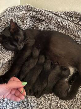 Domestic Short Hair Cats Available for Adoption in Candler, North Carolina - Maki | PetCurious