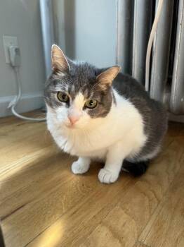 Rabbit: Courtesy Post -  Domestic Short Hair Cat Available for Adoption in New York, New York - Rabbit: Courtesy Post | PetCurious