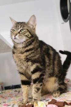 Domestic Short Hair Cats Available for Adoption in Roseville, California - Yan Yan | PetCurious