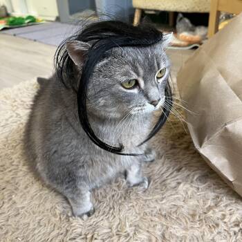 Pickle -  Domestic Short Hair Cat for Adoption in Ottawa, Ontario - Pickle | PetCurious
